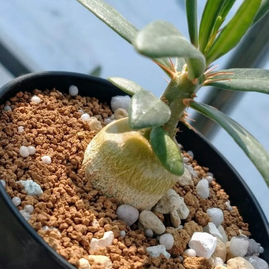 パキポディウム・サキュレンタム(Pachypodium succulentum)