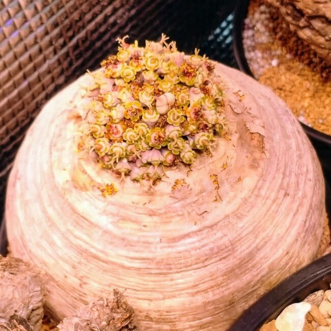 ユーフォルビア・デシドゥア(Euphorbia decidua) 蓬莱塔