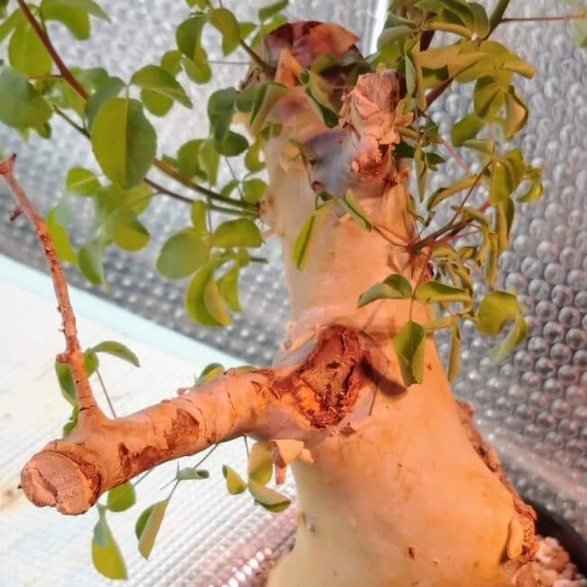 コミフォラ・カタフ・ターカネンシス(Commiphora kataf var. turkanensis)