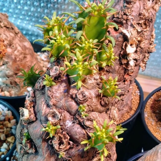 ユーフォルビア・ムランジーナ(Euphorbia mlanjeana)
