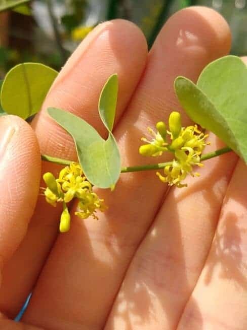 アフリカ亀甲竜の花が咲いてます　もうすぐ終わり