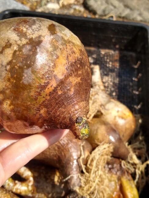 パキポディウム 現地株の植え付け前のひと作業　洗浄