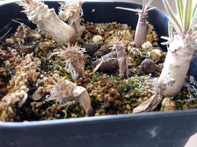 パキポディウムの実生苗が枯れる原因