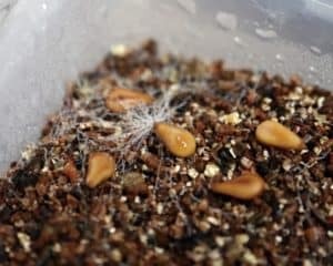 【カビ対策】パキポディウムの実生をするとき使いたい殺菌剤