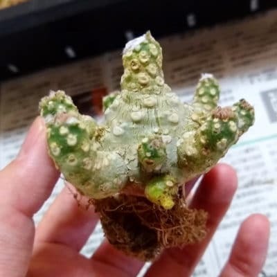 ドルステニア(Dorstenia)の販売まとめ｜販売中の種子や実生苗の紹介