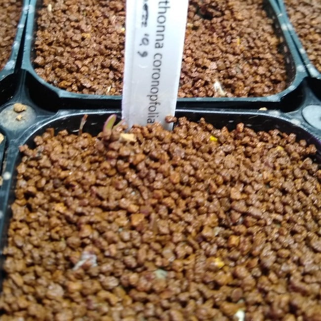 オトンナ・コロノピフォリア(Othonna coronopifolia)の実生・種から育てた記録 ～