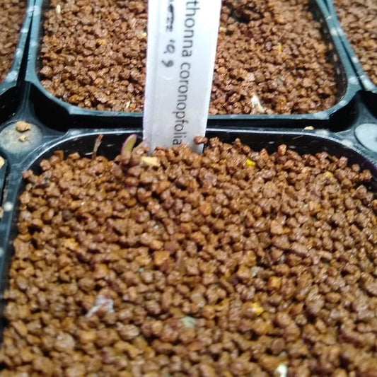 オトンナ・コロノピフォリア(Othonna coronopifolia)の実生・種から育てた記録 ～
