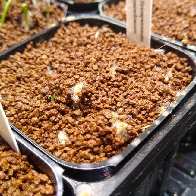エリオスペルマム・パラドクスム(Eriospermum paradoxum) 霧氷玉の実生・種から育てた記録 ～