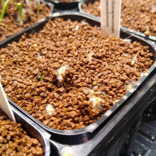 エリオスペルマム・パラドクスム(Eriospermum paradoxum) 霧氷玉の実生・種から育てた記録 ～