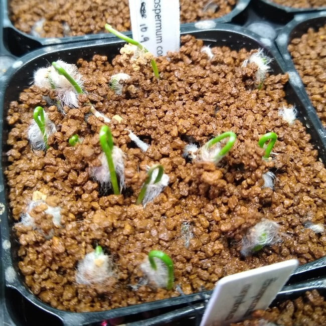 Eriospermum corymbosumの実生・種から育てた記録 ～