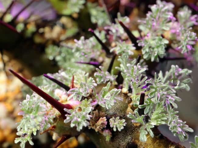 Monsonia  herrei　モンソニア・ヘレー　竜骨城