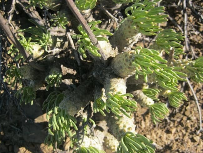 Tylecodon cacaloides