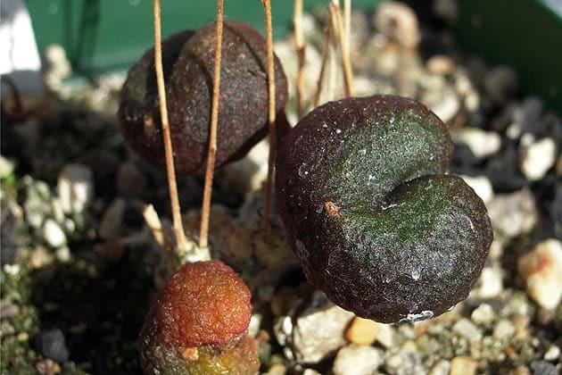 Tylecodon opelii