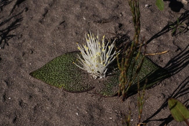 Massonia longipes｜マッソニア・ロンギペス