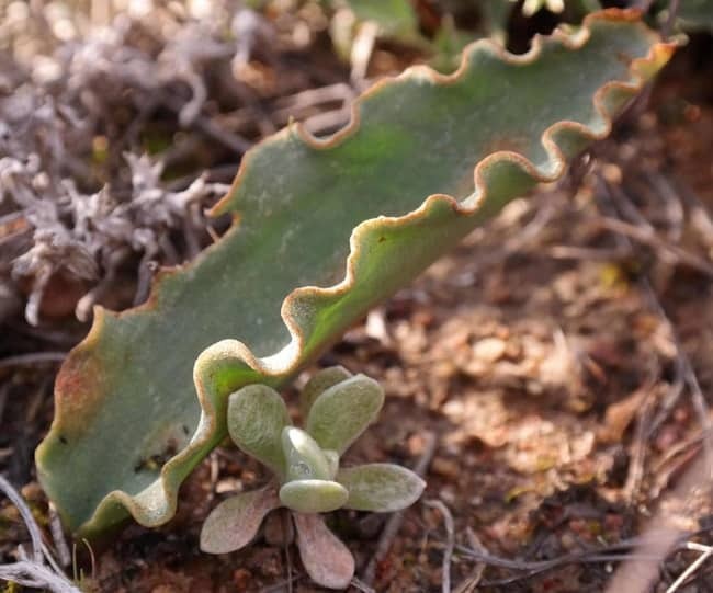 Eriospermum lanceifolium｜エリオスペルマム・ランセイフォリウム