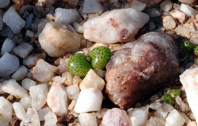 Diplosoma luckhoffii｜ディプロソマ・ルックホフィー