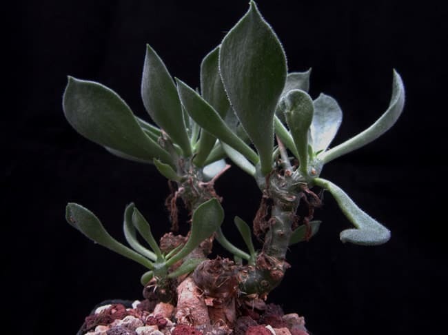 Tylecodon ventricosus