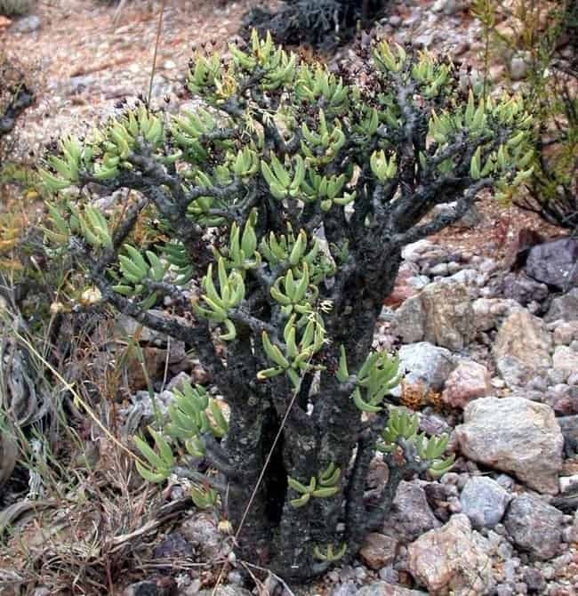 Tylecodon Reticulatus Ssp. Phyllopodium