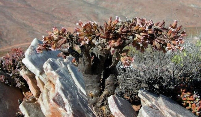 Tylecodon racemosus｜チレコドン・ラケモサス