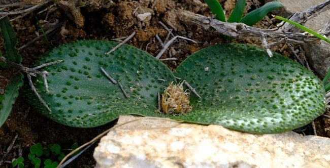 Massonia gypsicola