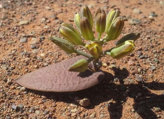 Eriospermum corymbosum