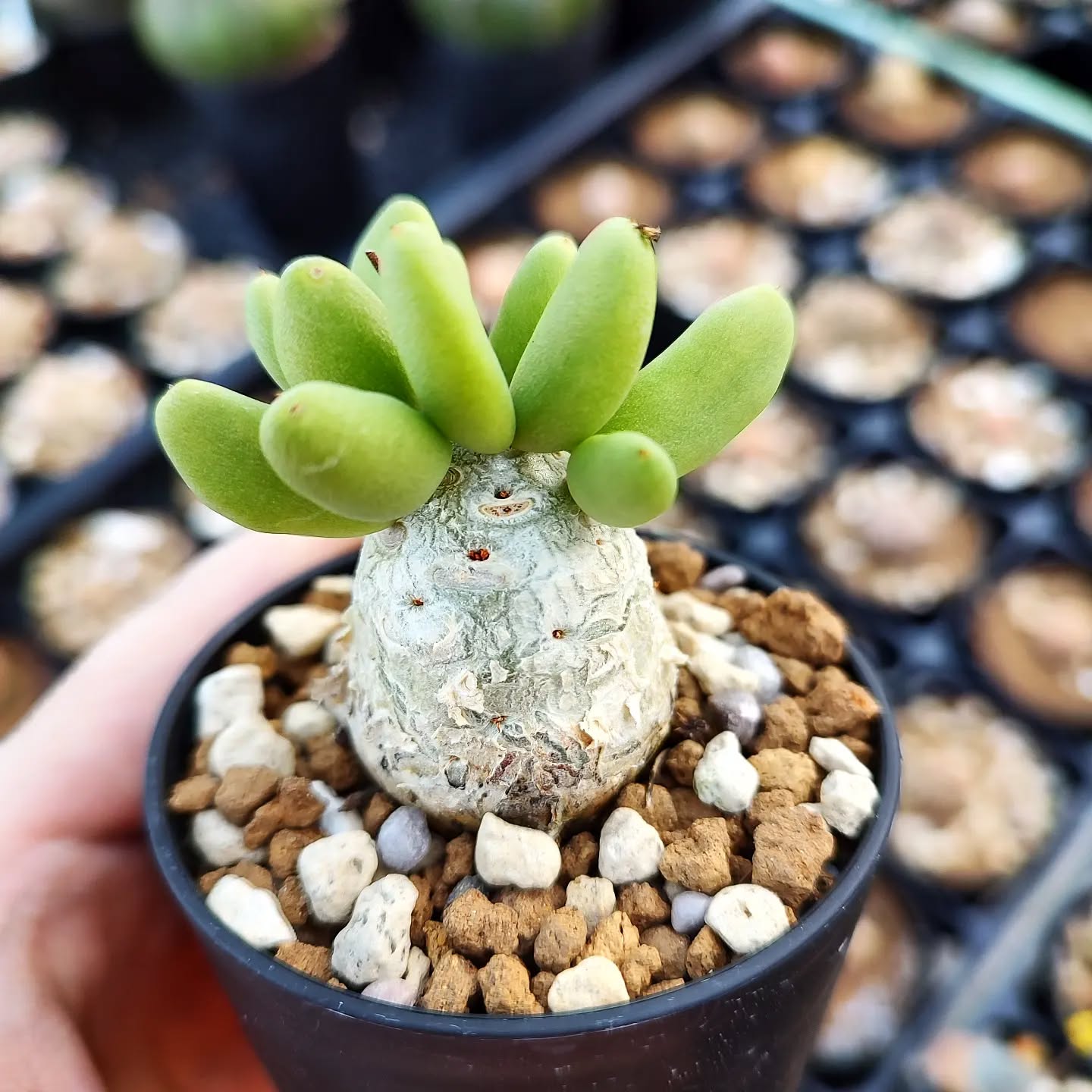コーデックス・塊根植物の種子・苗の通販 | プラントブラザーズ