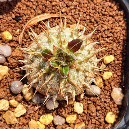 Pachypodium makayense / パキポディウム・マカイエンセ 魔界玉 [栽培採種]