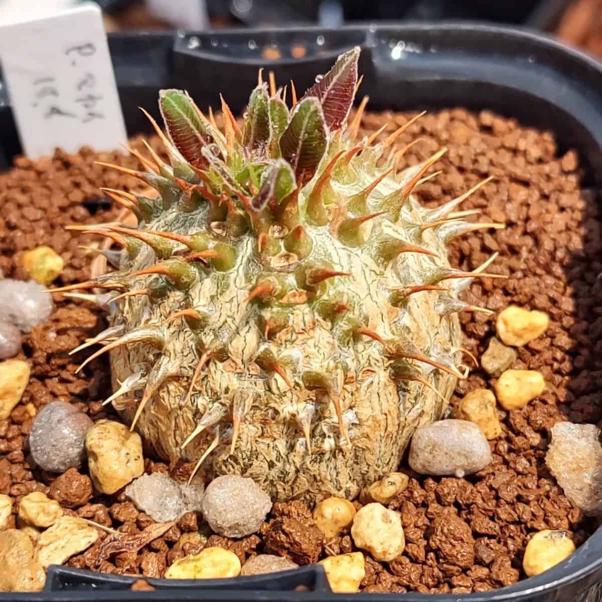 Pachypodium makayense / パキポディウム・マカイエンセ 魔界玉 [栽培採種]