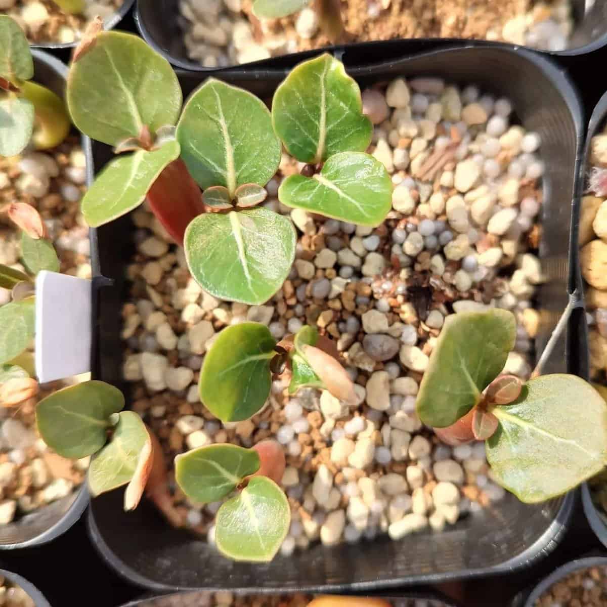 種】アデニウム・ソコトラナム [栽培採種] / Adenium socotranum