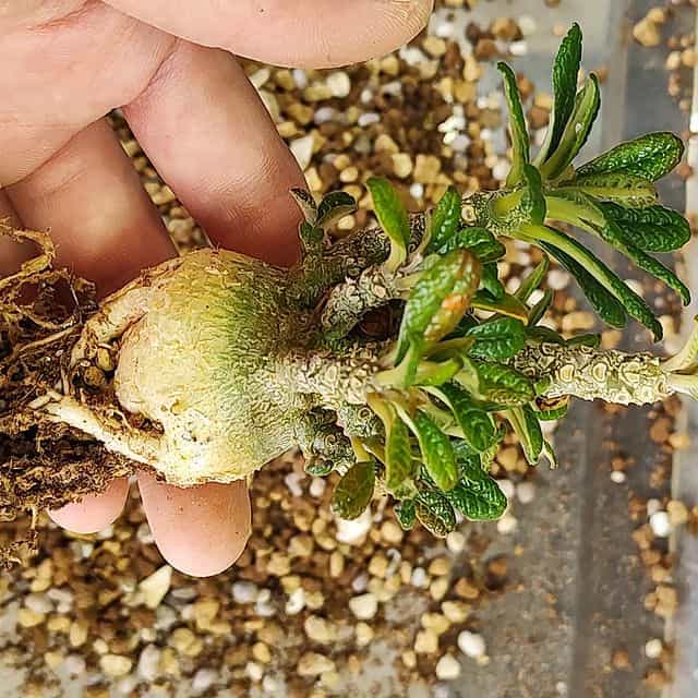 種】ドルステニア・ギガス / Dorstenia gigas – プラントブラザーズ