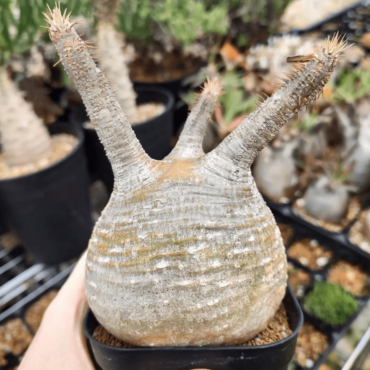 種】パキポディウム・グラキリス 象牙宮 / Pachypodium gracilius 種】パキポディウム・グラキリス 象牙宮 / Pachypodium gracilius