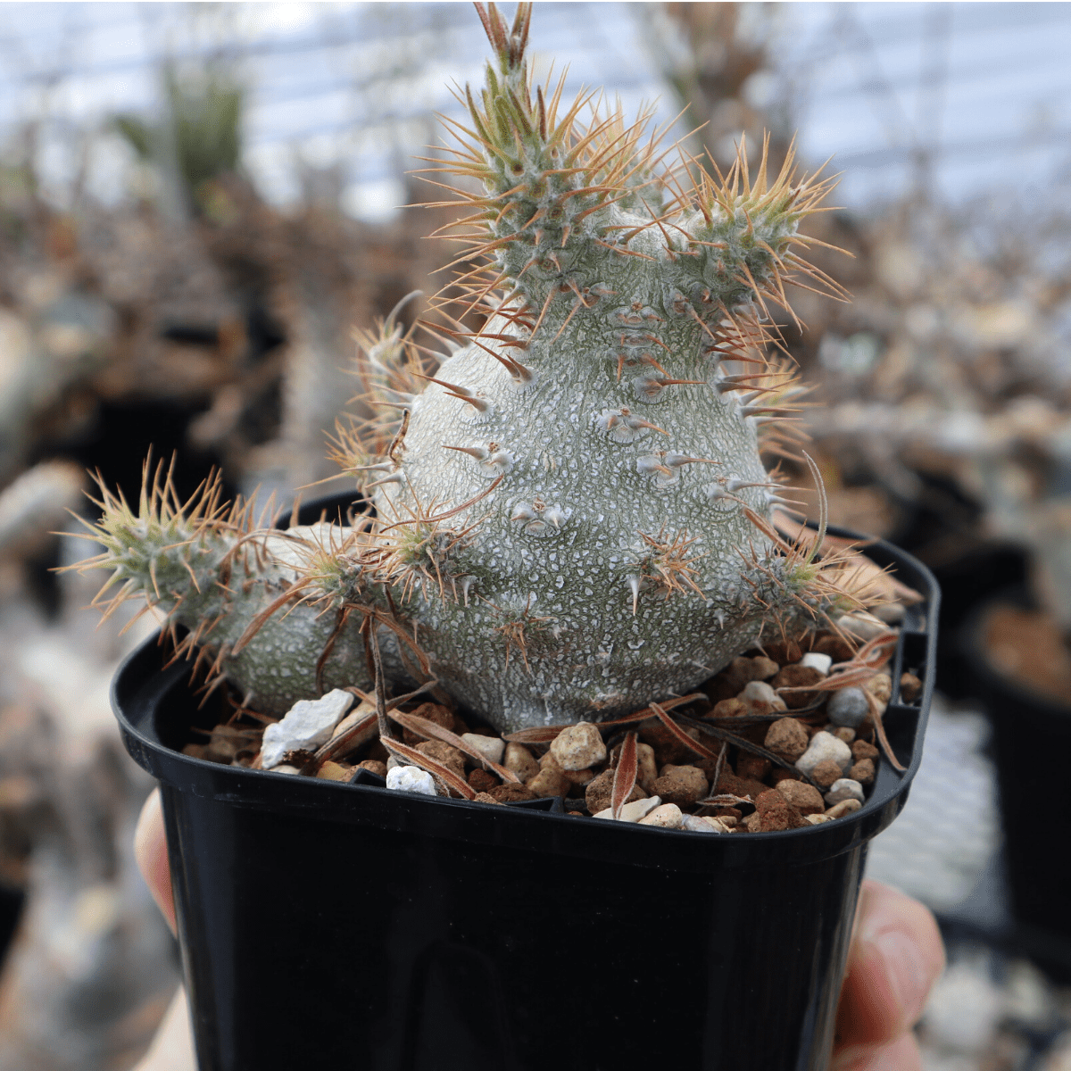 Pachypodium gracilius / パキポディウム・グラキリス 象牙宮