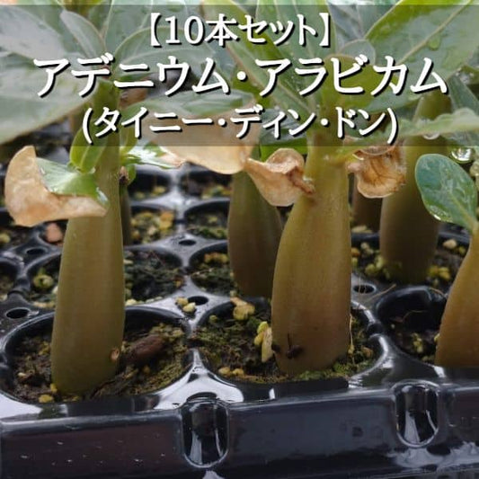 【園主おまかせ・入門株】アデニウム・アラビカム(タイニー・ディン・ドン)10本セット Adenium arabicum TDD