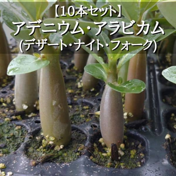 【園主おまかせ・入門株】アデニウム・アラビカム(デザート・ナイト・フォーク)10本セット Adenium arabicum DNF
