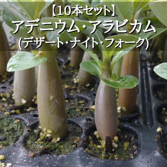 【園主おまかせ・入門株】アデニウム・アラビカム(デザート・ナイト・フォーク)10本セット Adenium arabicum DNF