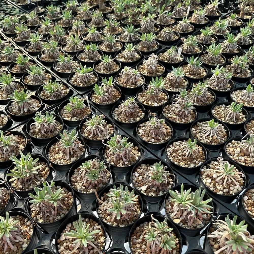 【園主おまかせ・入門株】オトンナ・レトロルサ