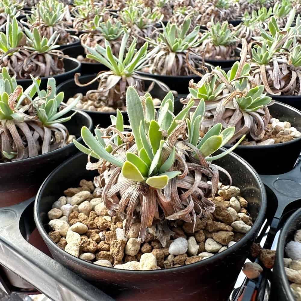 【園主おまかせ・入門株】オトンナ・レトロルサ