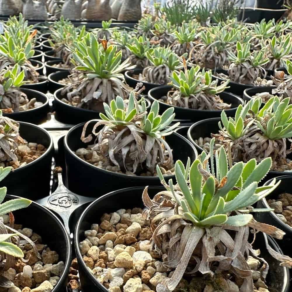 【園主おまかせ・入門株】オトンナ・レトロルサ