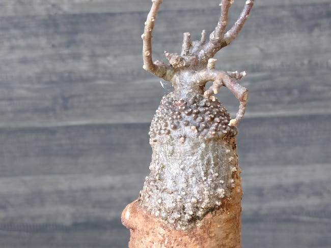 Fockea edulis / フォッケア・エデュリス 火星人