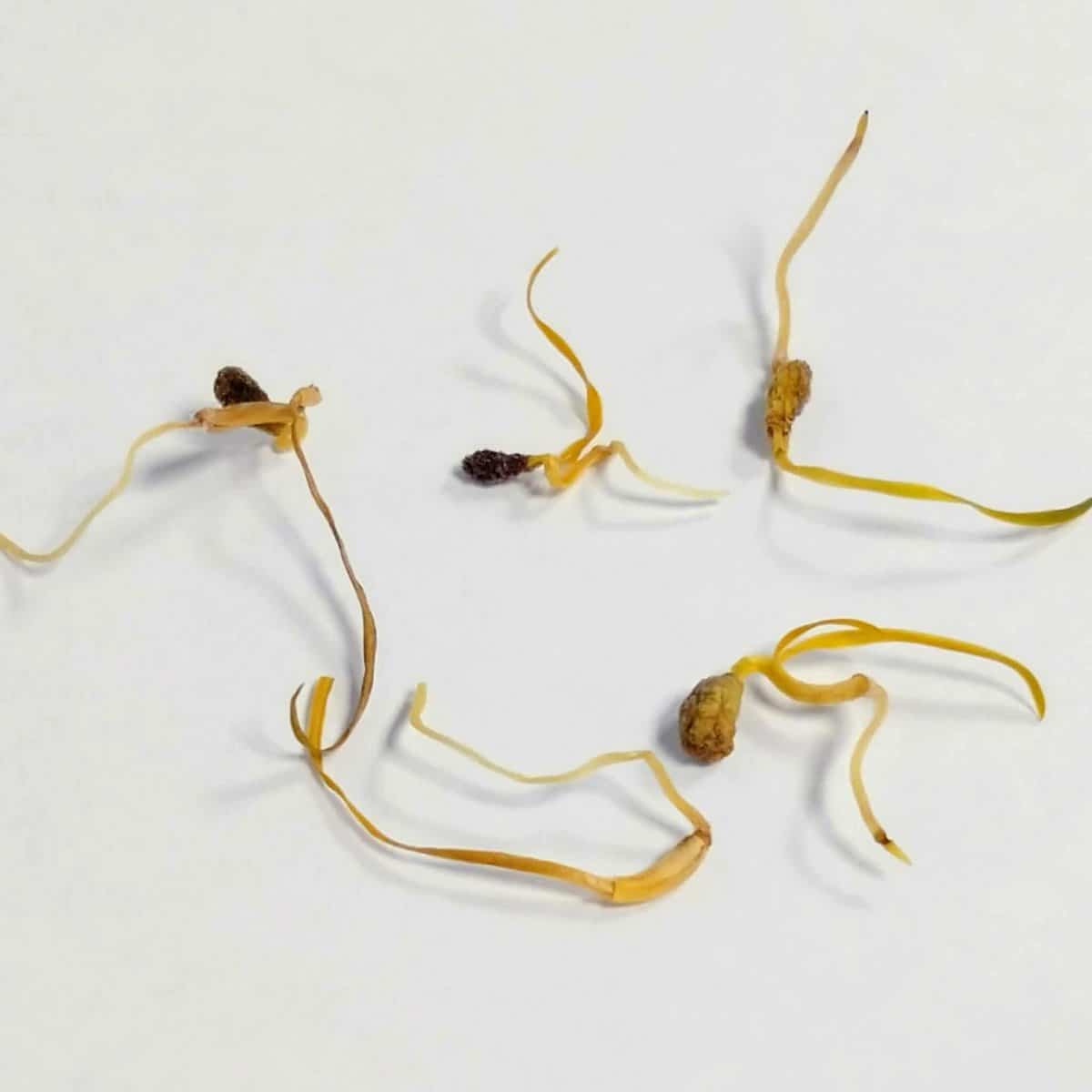 Brunsvigia bosmaniae / ブルンスビギア・ボスマニアエ [現地採種]