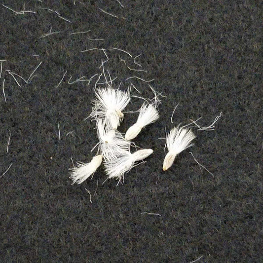 Othonna herrei / オトンナ・ヘレー 蛮鬼塔 [現地採種]