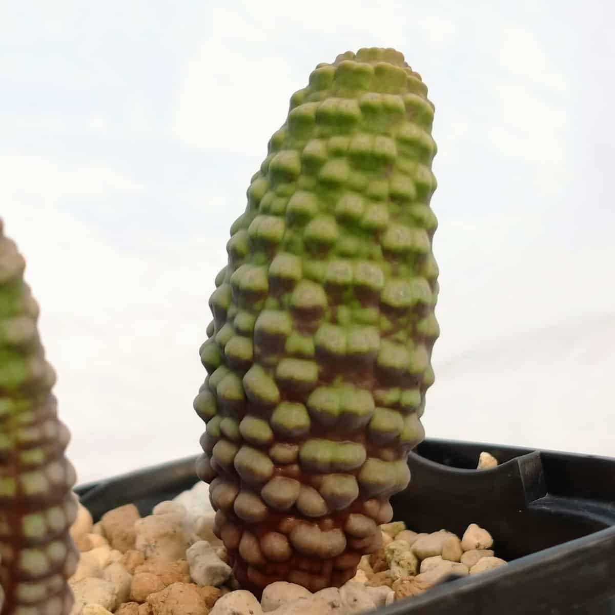 種】ブルビネ・ブルインシー [選抜採種] / Bulbine bruynsii