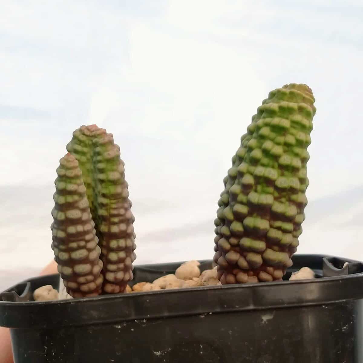 【特価】Bulbine Bruynsiiブルビネブルインシー 10株 つくし玉 種】ブルビネ・ブルインシー [選抜採種] / Bulbine bruynsii