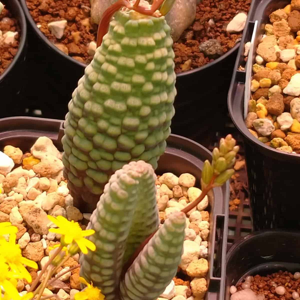 種】ブルビネ・ブルインシー [選抜採種] / Bulbine bruynsii