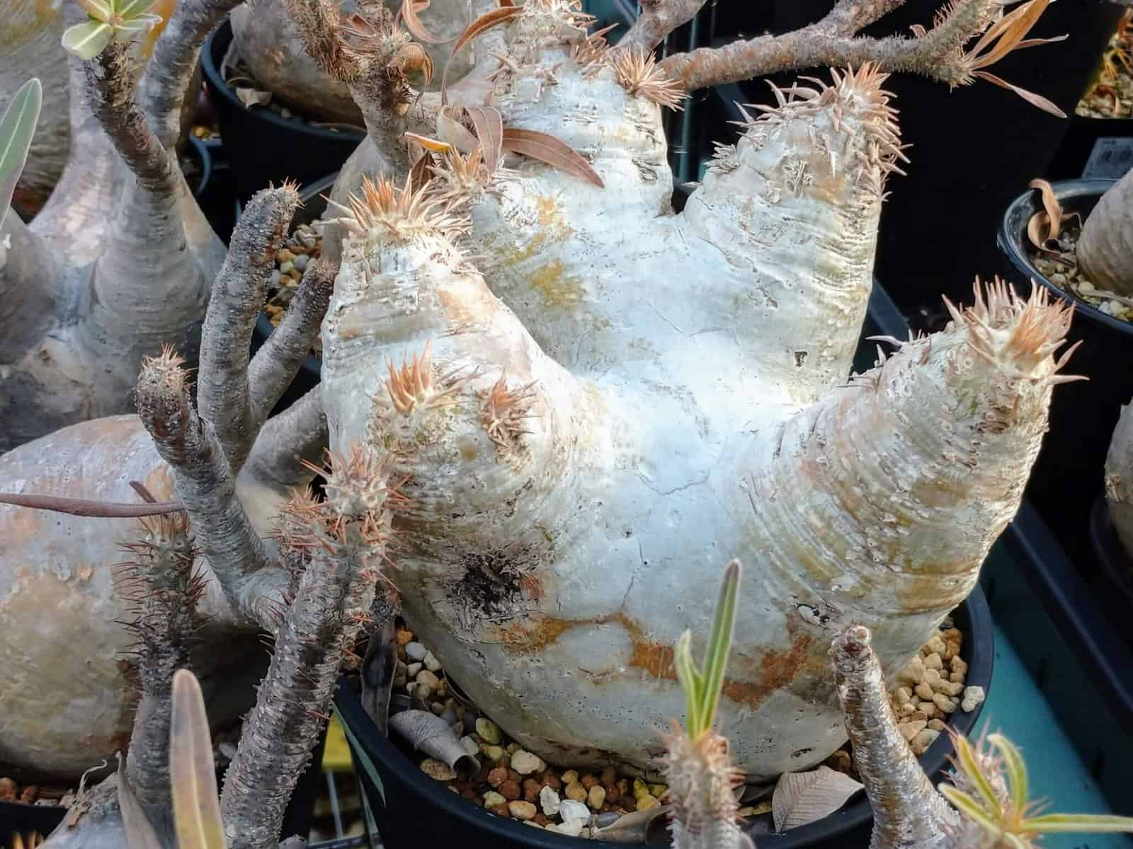 種】パキポディウム・エブレネウム / Pachypodium eburneum – プラント