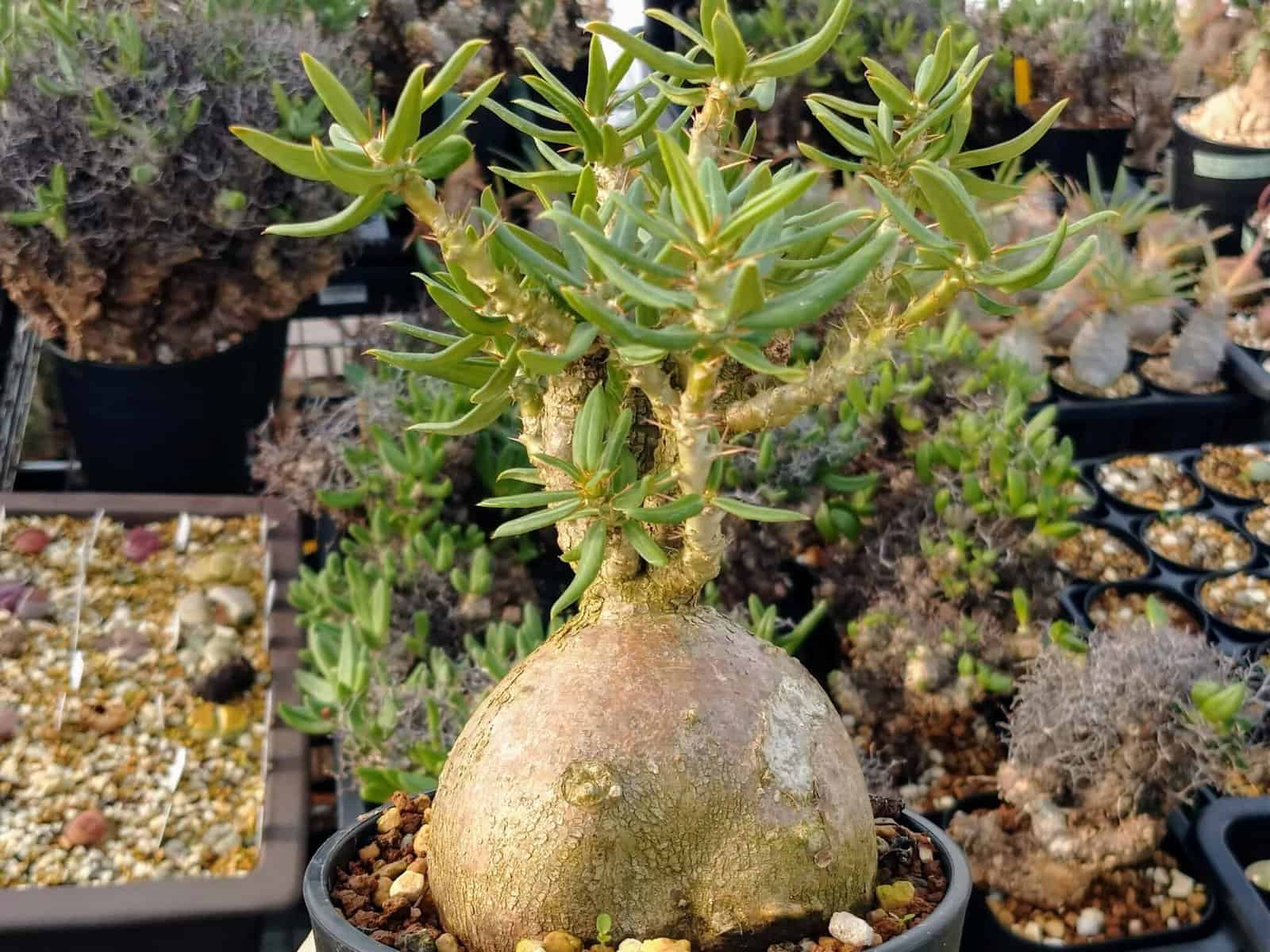 パキポディウム・ビスピノーサム（Pachypodium bispinosum) パキポディウム ビスピノーサム／Pachypodium bispinosum no.11
