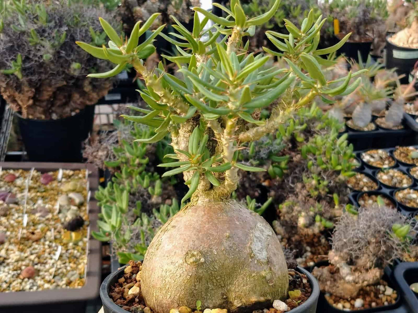 【種】パキポディウム・ビスピノーサム [現地採種] / Pachypodium bispinosum