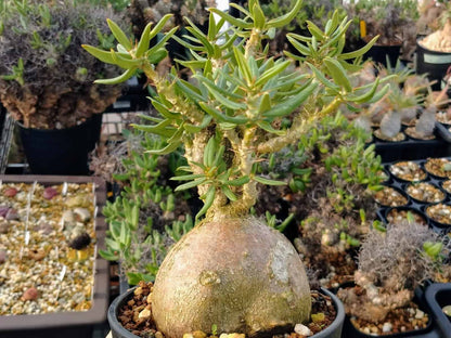 【種】パキポディウム・ビスピノーサム [現地採種] / Pachypodium bispinosum