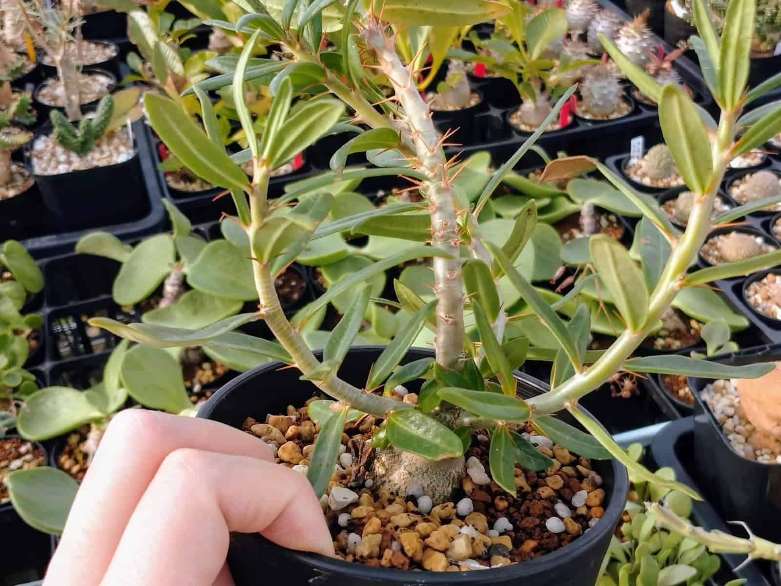 種】パキポディウム・ビスピノーサム [現地採種] / Pachypodium