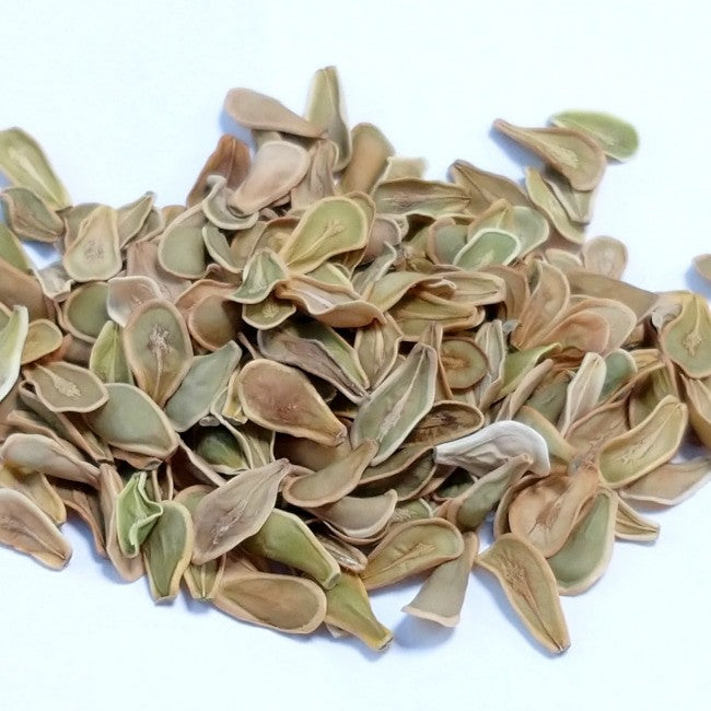 Fockea edulis / フォッケア・エデュリス 火星人